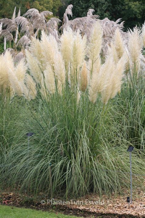 Cortaderia Selloana ‘pumila Plantentuin Esveld