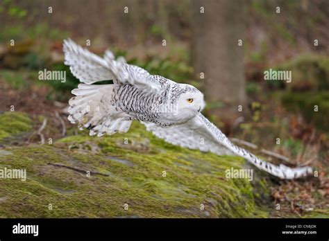 Snowy owl flying Stock Photo - Alamy