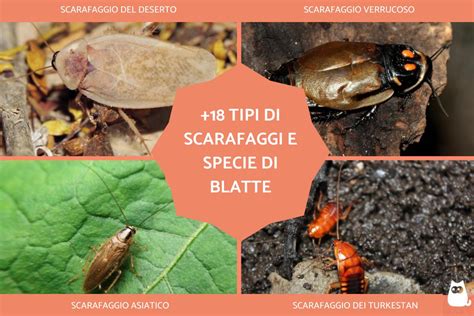 Tipi Di Scarafaggi Neri E Volanti E Specie Di Blatte Con Foto