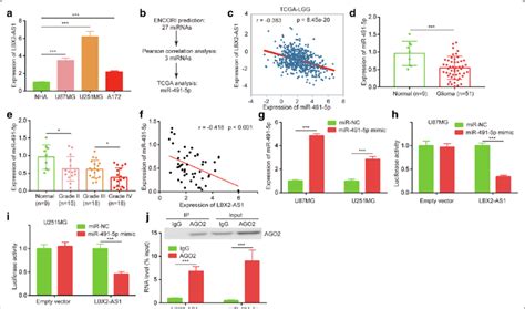 Lbx As Expression Was Associated With Mir P Levels In Glioma A