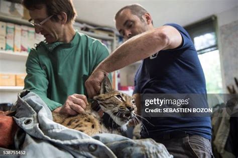 215 Gps Collar Stock Photos, High-Res Pictures, and Images - Getty Images