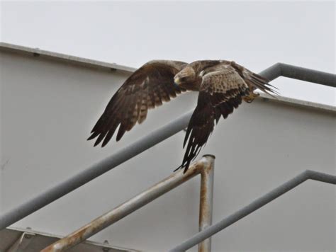 rapaces diurnas de cataluña vuelo entre la estructura