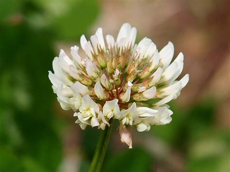 Trifolium Repens L 30936 Biodiversidad Virtual Plantas