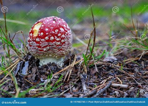 Poisonous Mushrooms Growing In A Coniferous Forest Colorful Toadstools