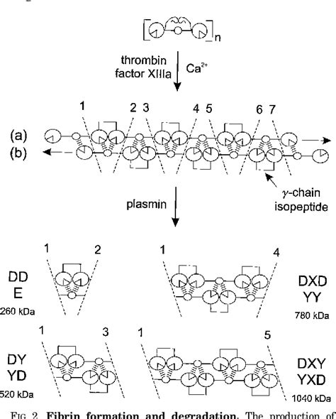 Fibrin Structure