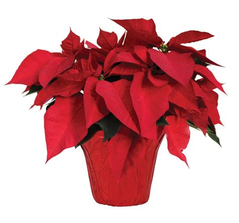 Poinsettia Red 6In-Main