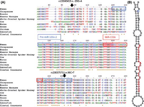 A Pri MiR 133a 2 Multiple Species Sequence Alignment Pre MiR 133a 2