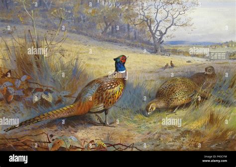 Thorburn Archibald Pheasants 1 Stock Photo Alamy