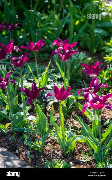 Tulip 'Purple Heart' Stock Photo - Alamy