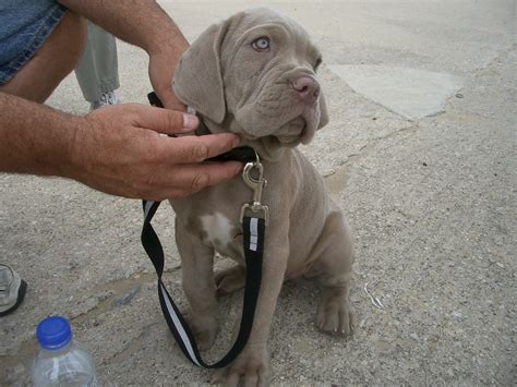 Neapolitan Mastiff Puppy This Boys Paws Tell You Hell Be Flickr