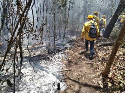 La Jornada Incendios Forestales Arrasaron 26 Mil Hectáreas En Estados