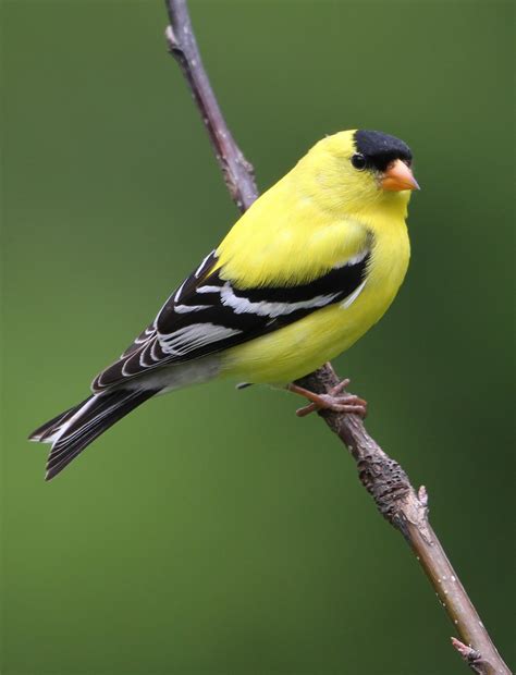 A Backyard Male American Goldfinch Artofit