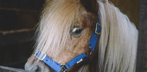 Rescatan a un pequeño poni a punto de morir y los Golden Retriever de