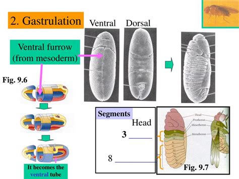 Ppt Chapter Axis Specification In Drosophila Powerpoint