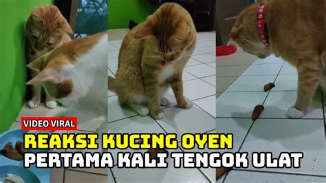 Video Reaksi Kucing Oyen Tengok Ulat Beluncas Youtube