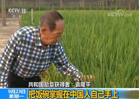 袁隆平先生去世，中国失去了那一粒宝贵的粮食论文杂交水稻袁隆平新浪新闻