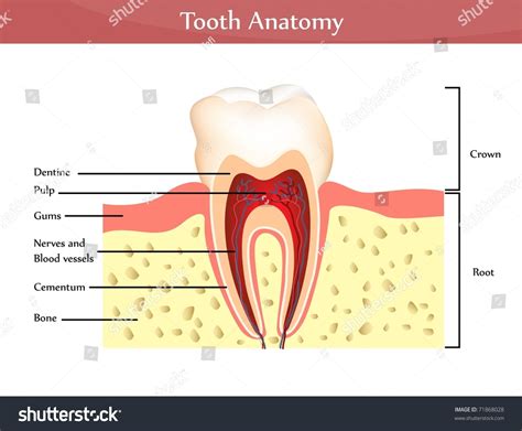 Vektor Stok Vector Tooth Anatomy Detailed Diagram Beautiful Tanpa