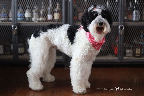 Ima Major Babe Noble Vestal Doodles