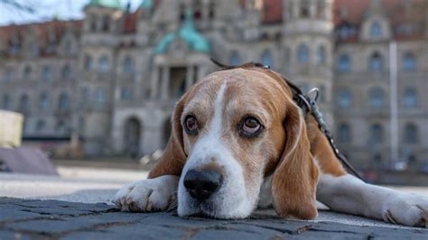 Debatte Um Hunde Warum Ist Der Hund Der Beste Freund Des Menschen