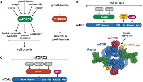 Figure From Mtor Signaling In Growth Metabolism And Disease