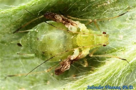 Hemiptera Sternorrhyncha Aphididae Acyrthosiphon Pisum Pea Aphid WINGED