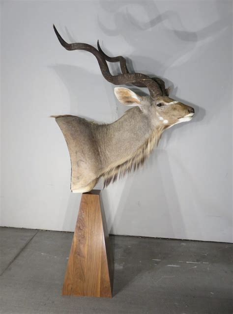 Greater Kudu SCI Trophy Bull Pedestal Mount. X-147KU – Mounts For Sale