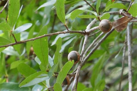 Oak Trees Native to Central Florida - Sharons Florida