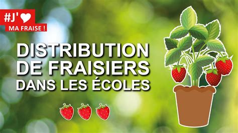 Distribution de fraisiers dans les écoles YouTube