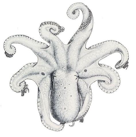 octopus genus alchetron   social encyclopedia