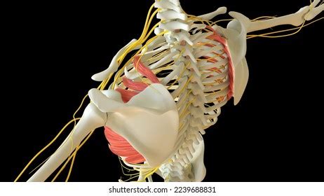 Serratus Anterior Muscle Anatomy Medical Concept Stock Illustration