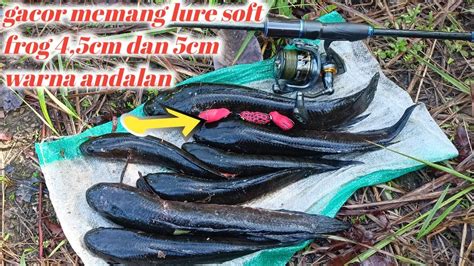 Casting Ikan Gabus Pakai Lure Soft Frog Cm Dan Cm Lure Memang