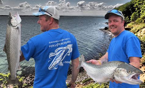 Havørredfiskeri i marts på Fyn