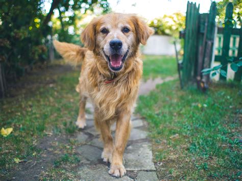 11 Best Duck Dog Treats - iHeartDogs.com