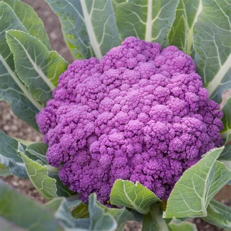 Purple Cauliflower Seeds Ireland Organic Vegetable Garden Seeds