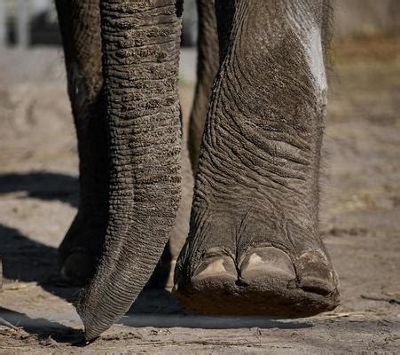 Elephant Foot Stock Photos, Images and Backgrounds for Free Download