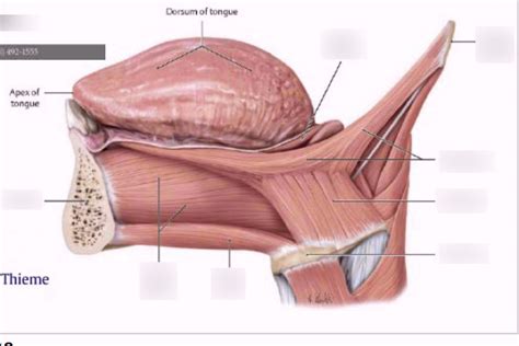 Extrinsic Tongue Muscles Diagram Quizlet