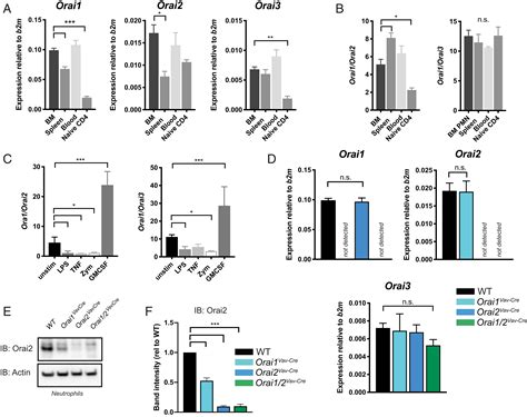 Orai And Orai Modulate Murine Neutrophil Calcium Signaling Cellular