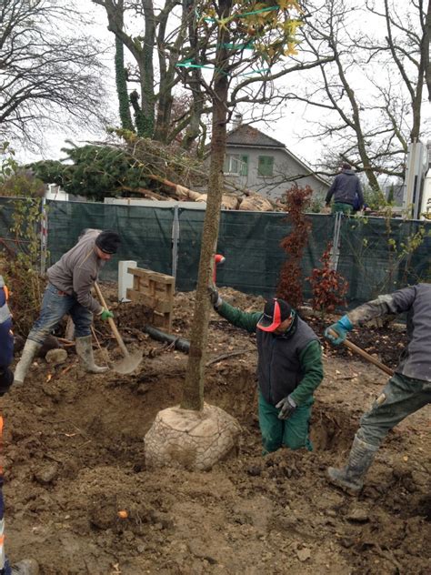 Plantation De Grands Arbres Maillefer Paysagiste Sa Genève