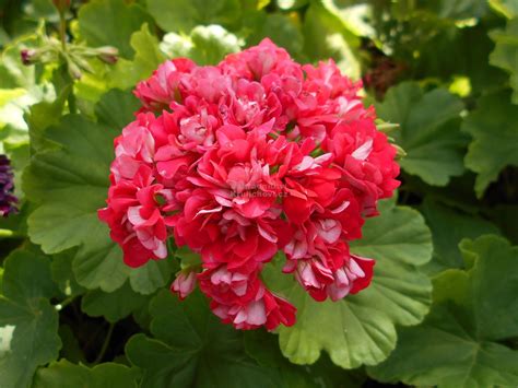 Pelargonium zonale Scarlet Rambler pelargonie muškát páskatý