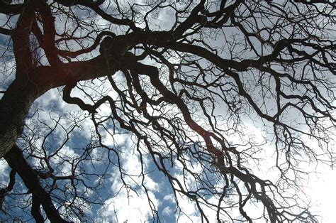 Branching Out Photograph By Karri Ann Moore Fine Art America