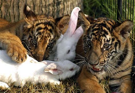 PHOTOS: 10 unusual friendships in the animal world - Rediff Getahead