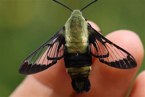 Hawk Moth Beauty Hawk Moth Moth Hummingbird Moth