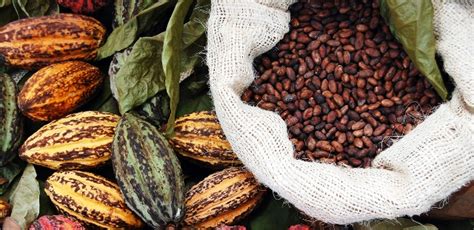 Ecuador Es El Primer Exportador De Cacao En Grano De América