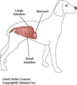 Colitis in Dogs | VCA Animal Hospital