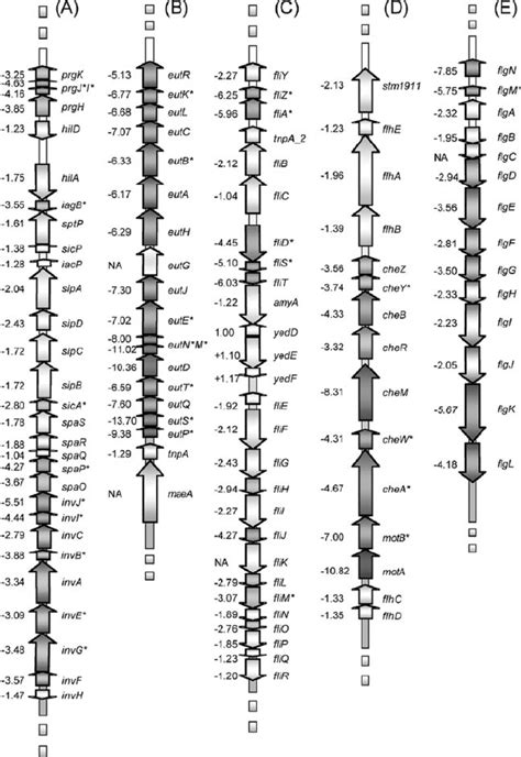 Scheme representing the structural organization of the major genes ...