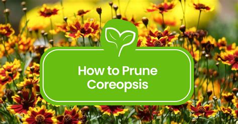 Mock Orange Pruning Made Easy: A Step-by-Step Guide - Plant Propagation