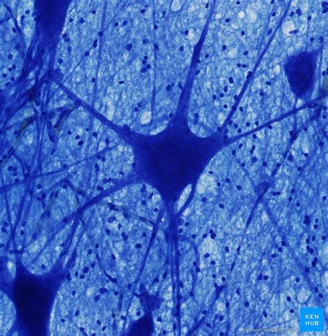 Histology Of The Nervous System The Neuron Part Neurons Brain The