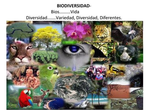 La Biodiversidad Resultado De La Evoluci N Ppt