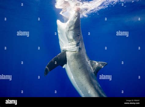 This Great White Shark Carcharodon Carcharias Was Photographed