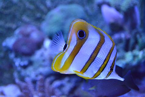 Fotos Gratis Oceano Buceo Submarino Biolog A Azul Pescado